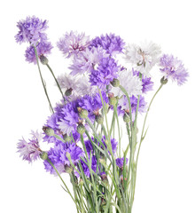 Fototapeta premium bunch of violet cornflowers isolated on white