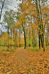 maple dark gold leaves in autumn park