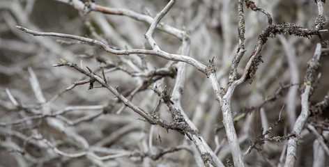 aged branch of a tree