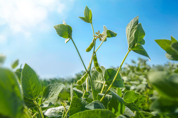 A young soybean plant with pods reaches for the sun in the field on a sunny day against a blue sky...