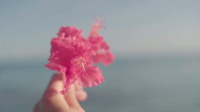 A tight slow-motion close-up shot of a hand holding a pink flower blossom during sunset on a tropical paradise island Bora Bora in French Polynesia.