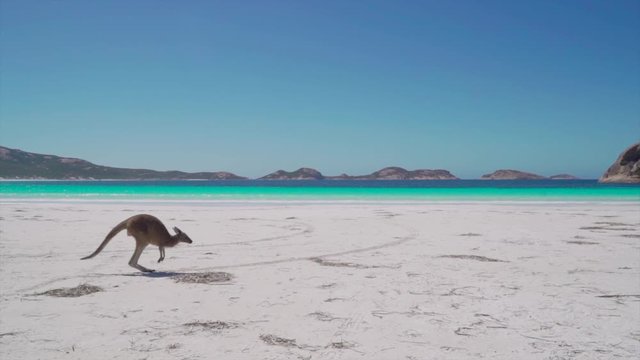 Slow-motion clip of two kangaroos jumping across the frame, in the beach, turquoise ocean in the background.