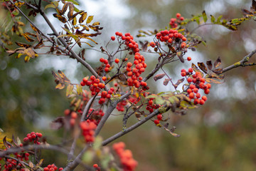 red rowan