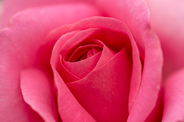 Fototapeta na wymiar Pink Rose with Pink Petals.