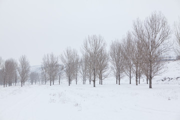Fototapeta na wymiar winter scenery with row of trees 