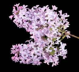 Fototapeta premium light purple lilac flowers on black