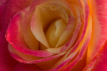 Fototapeta na wymiar Closeup of Rose with yellow and pink textured petal 