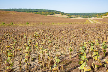 Field with faded sunflowers in Burgundy, France