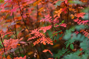 Red and green autumn leaves of the bush. Colorful time of year