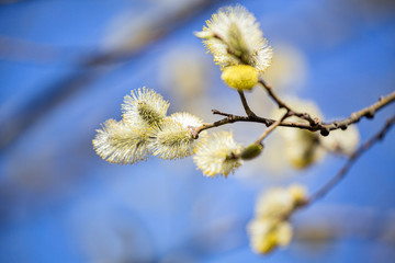 blossoming goat willow branch on dark blue
