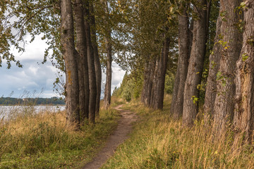 Poplar alley on the high river bank of the river