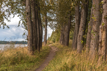 Poplar alley on the high Bank of the river