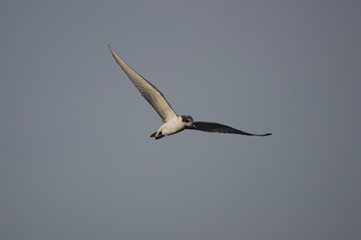 Whiskered Tern in flight near water