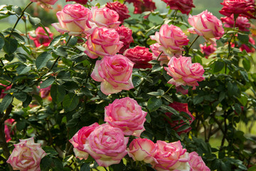 Pink and Red Garden Roses.