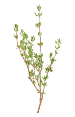 Twig of fresh thyme herb isolated on a white background