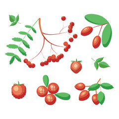 Red berries on a white background.