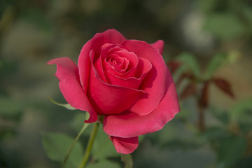 Pink Rose with Pink Petals.