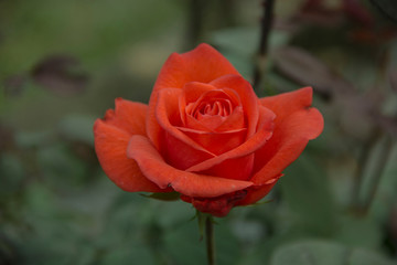 Brown Rose with brown petals.