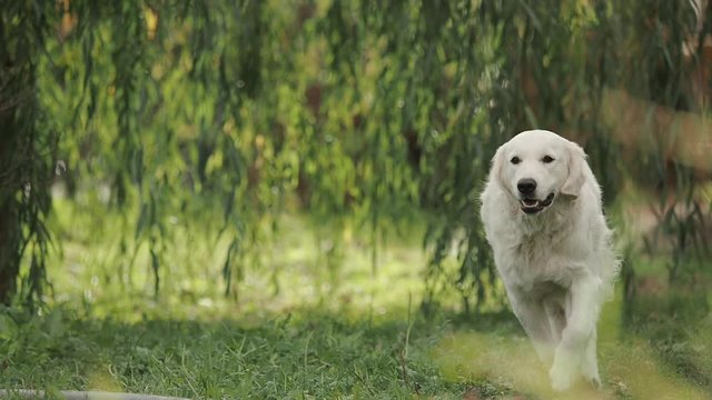 Golden retriever runs to the call of the owner through the branches.