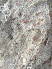 white corals and starfish on stone