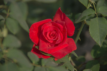 Closeup of Red Rose with water droplets on red petals.