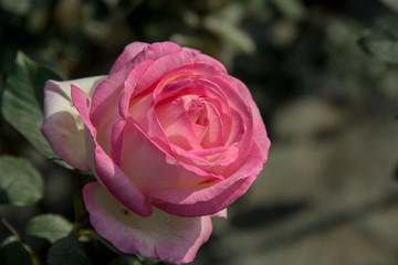 Closeup of pink Rose with pink petals.