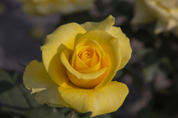 Closeup of Yellow Rose with yellow petals.