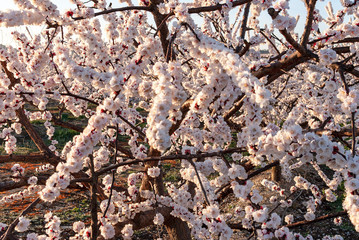 Branch of pink and white peach tree flowers on a natural background. Pink and soft fresh tones. Aitona landscape