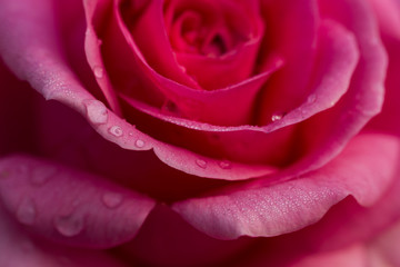 Closeup of Pink Rose with droplets on petals.