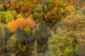 Fototapeta premium colorful forest in autumn