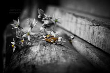 fly on flower