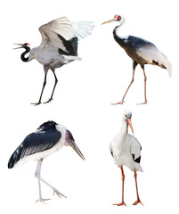 isolated four cranes and storks