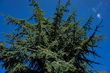 Cedrus Atlantica Glauca or Blue Atlas Cedar. Large evergreen cedar tree Atlas with cones on branches. Selective focus. Landscape Park Paradise in Crimea. Sanatorium Aivazovsky. Alushta, September.