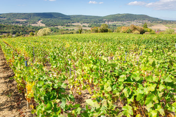 Fototapeta na wymiar Scenic vineyard in Burgundy, France