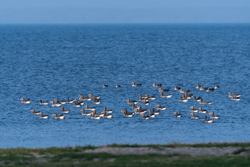 Greylag Geese flock by the coast
