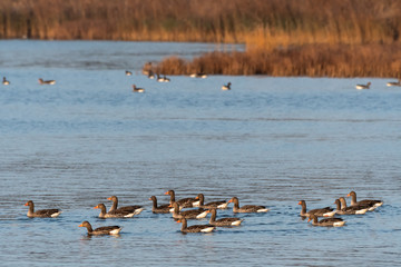 Flock with Greylag Geese swimming by fall season