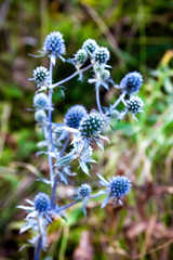 Eryngium (blue eryngo, flat sea holly) flower growing on meadow