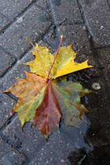 lovers wedge autumn leaves