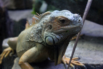 lizard