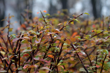 autumn leaves of a Bush