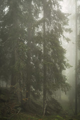 trees in the fog, alpine flora, a mysterious and intimate atmosphere