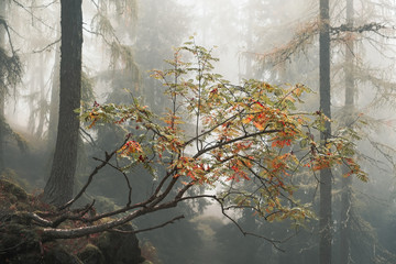 trees in the fog, alpine flora, a mysterious and intimate atmosphere