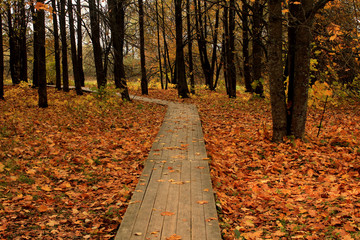 carpet of autumn maple leaves