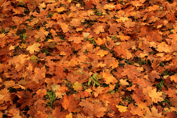 carpet of autumn maple leaves