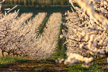 View of white peach tree fields in blossom on natural background in Aitona.