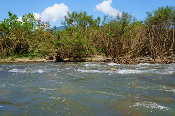 The river in the forest in the morning