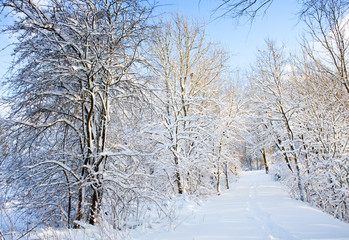 Winter landscape with snow covered trees in the forest.