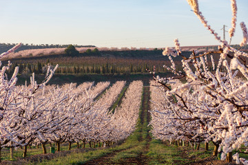 View of white peach tree fields in blossom on natural background in Aitona.