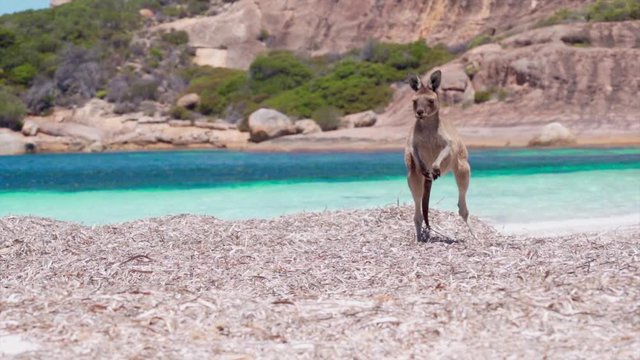 Slow-motion clip a kangaroo elegantly jumping in the beach, turquoise ocean in the background.