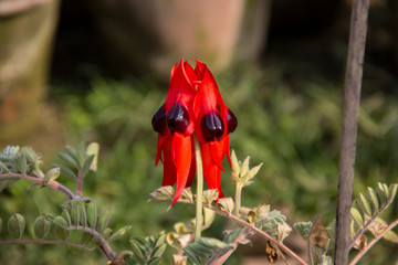 Closeup of  Red Sturt Pea, Swainsona formosa Flower   